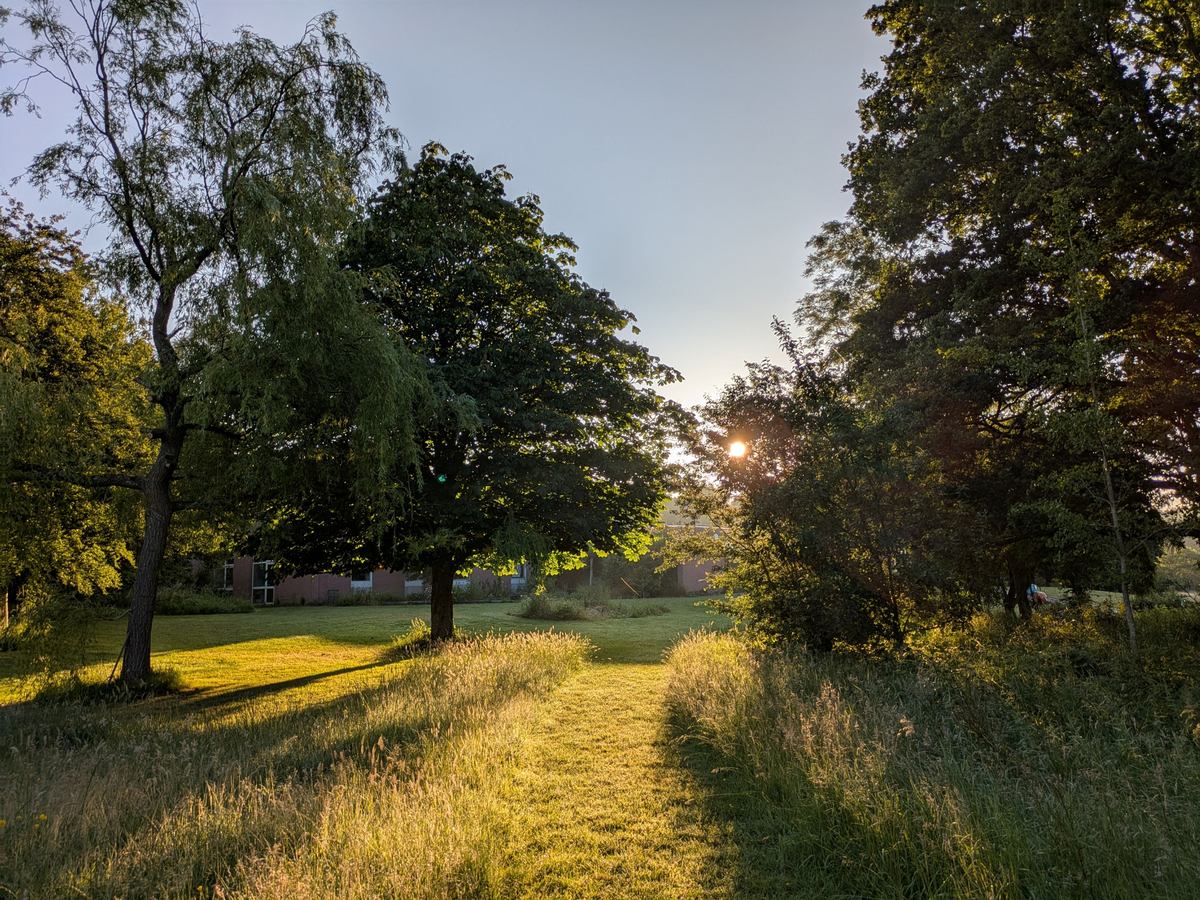card-golden-hour-meadow-path-trees