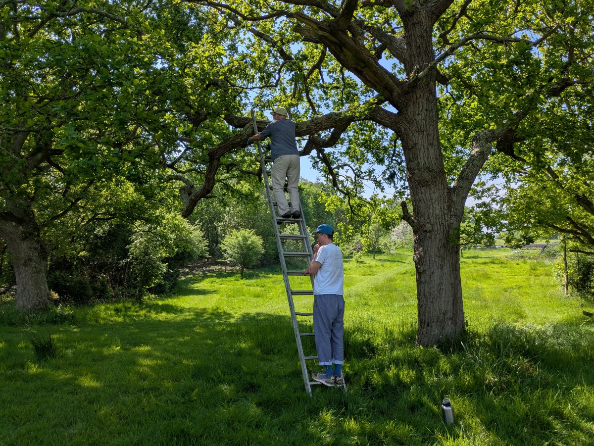 card-busy-day-tree